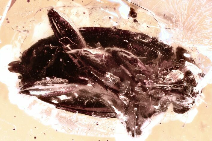 Detailed Fossil Male Marsh Beetle (Scirtidae) in Baltic Amber #352701